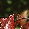 Viburnum rufidulum 'Morton', fall color