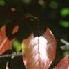 Viburnum rufidulum 'Morton', fall color