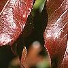 Viburnum rufidulum 'Morton', fall color