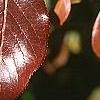 Viburnum rufidulum 'Morton', fall color