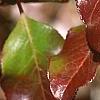 Viburnum rufidulum 'Morton', fall color