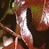 Viburnum rufidulum 'Morton', fall color