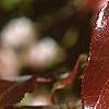 Viburnum rufidulum 'Morton', fall color