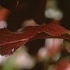Viburnum rufidulum 'Morton', fall color
