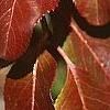 Viburnum rufidulum 'Morton', fall color