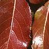 Viburnum rufidulum 'Morton', fall color