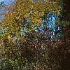 Viburnum rufidulum 'Morton', fall color