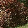 Viburnum rufidulum 'Morton', fall color