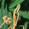 Viburnum rhytidophyllum, leaves