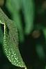 Viburnum rhytidophyllum, leaves