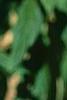 Viburnum rhytidophyllum, leaves