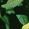 Viburnum rhytidophyllum, leaves