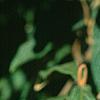 Viburnum rhytidophyllum, leaves