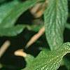 Viburnum rhytidophyllum, leaves