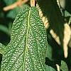 Viburnum rhytidophyllum, leaves