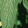Viburnum rhytidophyllum, leaves