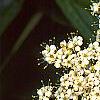 Viburnum rhytidophyllum, flowers