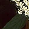 Viburnum rhytidophyllum, flowers