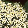 Viburnum rhytidophyllum, flowers