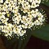 Viburnum rhytidophyllum, flowers