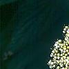 Viburnum rhytidophyllum, flowers