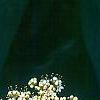 Viburnum rhytidophyllum, flowers