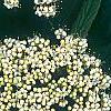 Viburnum rhytidophyllum, flowers