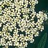 Viburnum rhytidophyllum, flowers