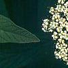 Viburnum rhytidophyllum, flowers