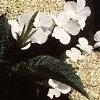 Viburnum sargentii, flowers