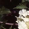 Viburnum sargentii, flowers