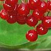 Viburnum sargentii forma calvescens, fruit