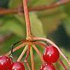 Viburnum sargentii forma calvescens, fruit