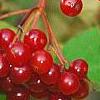Viburnum sargentii forma calvescens, fruit