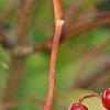 Viburnum sargentii forma calvescens, fruit