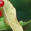 Viburnum sargentii forma calvescens, fruit