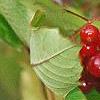 Viburnum sargentii forma calvescens, fruit