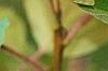 Viburnum sargentii forma calvescens, fruit