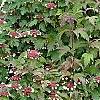 Viburnum sargentii 'Onondaga', habit