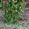Viburnum sargentii 'Onondaga', habit