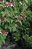 Viburnum sargentii 'Onondaga', habit