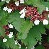 Viburnum sargentii 'Onondaga', flowers