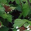 Viburnum sargentii 'Onondaga', flowers