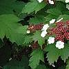 Viburnum sargentii 'Onondaga', flowers