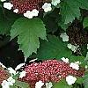 Viburnum sargentii 'Onondaga', flowers