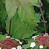 Viburnum sargentii 'Onondaga', flowers