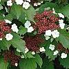Viburnum sargentii 'Onondaga', flowers