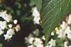 Viburnum setigerum, flowers