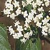 Viburnum setigerum, flowers
