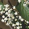 Viburnum setigerum, flowers